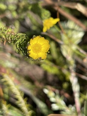 Euryops pinnatipartitus
