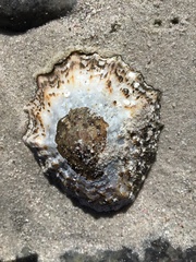 Scutellastra granularis