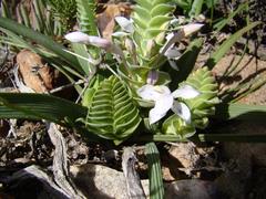Lapeirousia pyramidalis pyramidalis