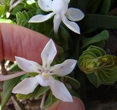 Lapeirousia pyramidalis pyramidalis