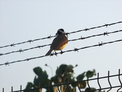 Pitangus sulphuratus