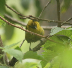 Hemignathus wilsoni