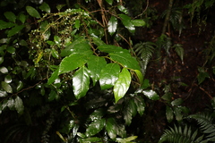 Alangium polyosmoides