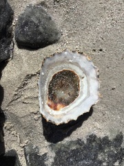 Scutellastra granularis