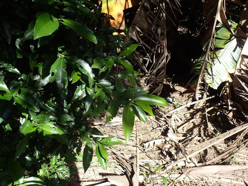 Image of Empogona lanceolata by (c) Mahomed Desai, some rights reserved (CC BY)