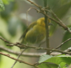 Hemignathus wilsoni