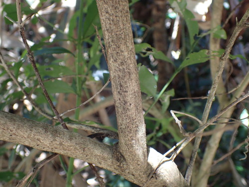 Image of Empogona lanceolata by (c) Mahomed Desai, some rights reserved (CC BY)
