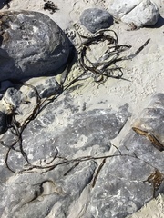 Macrocystis pyrifera