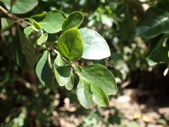 Ehretia rigida silvatica