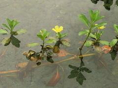 Ludwigia taiwanensis