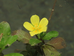 Ludwigia taiwanensis