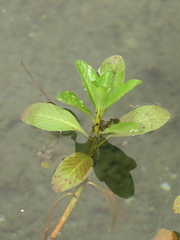 Ludwigia taiwanensis