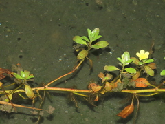 Ludwigia taiwanensis