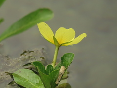 Ludwigia taiwanensis