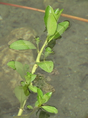 Ludwigia taiwanensis