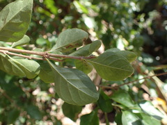 Ehretia rigida silvatica