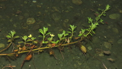 Ludwigia taiwanensis