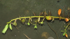 Ludwigia taiwanensis