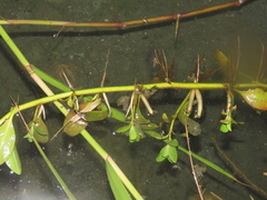 Ludwigia taiwanensis