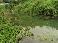 Ludwigia taiwanensis