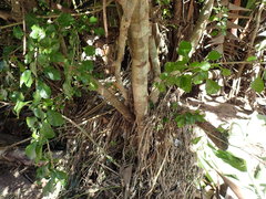 Ehretia rigida silvatica