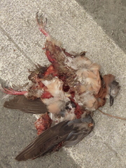 Streptopelia tranquebarica