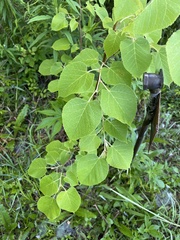 Tilia americana caroliniana