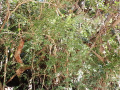 Ehretia rigida silvatica