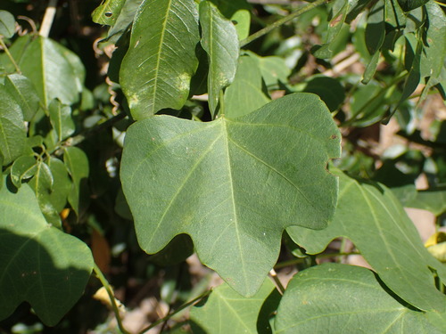 Adenia cissampeloides