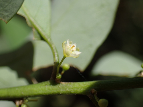 Image of Adenia gummifera by (c) Mahomed Desai, some rights reserved (CC BY)