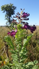 Jacaranda caroba