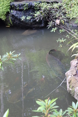 Arapaima