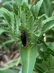 Phyllomydas parvulus