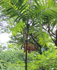 Pinanga