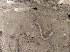 Lumbricus terrestris