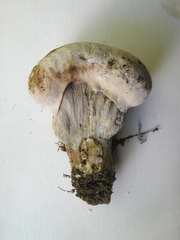Hypomyces melanocarpus