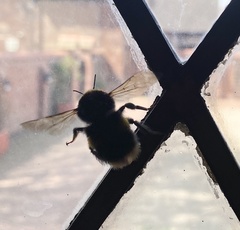 Bombus