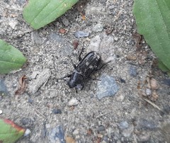 Clinterocera scabrosa