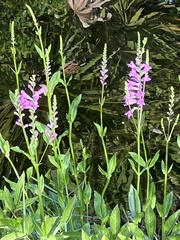 Physostegia purpurea