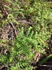Histiopteris