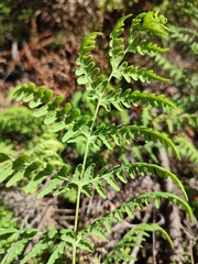 Histiopteris