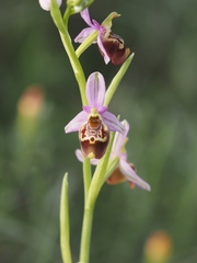 Ophrys fuciflora
