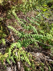 Histiopteris