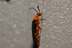 Neopyrochroa flabellata