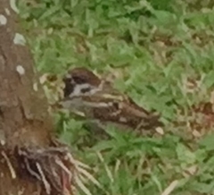 Passer montanus