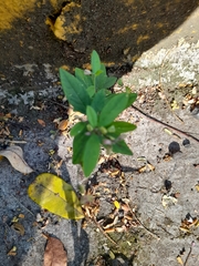 Magnoliopsida