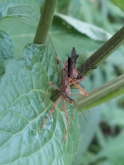 Endochus cingalensis