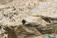 Philaeus chrysops