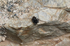 Philaeus chrysops