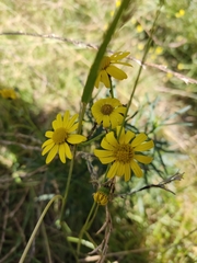 Senecio clivicola